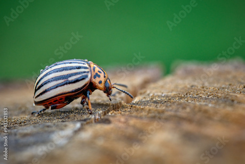 Kartoffelkäfer ( Leptinotarsa decemlineata ). photo