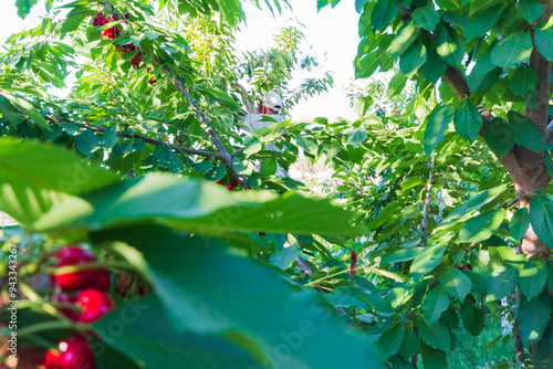 arbre fruitier cerisier, avec de belles cerises rouges photo