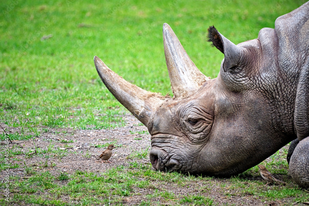 Fototapeta premium Ostafrikanisches Spitzmaulnashorn ( Diceros bicornis michaeli ).