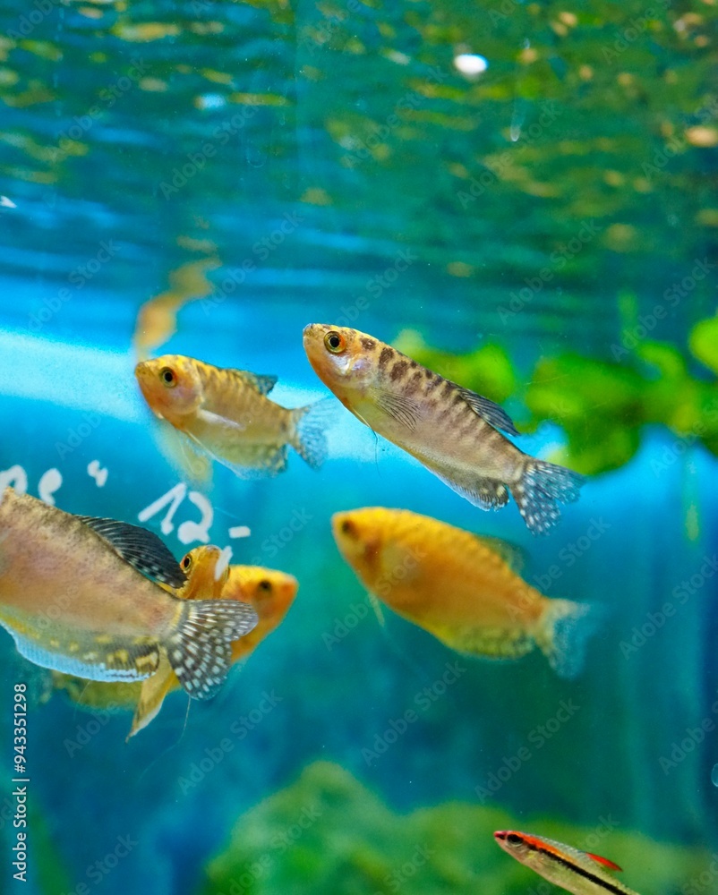 fische fische