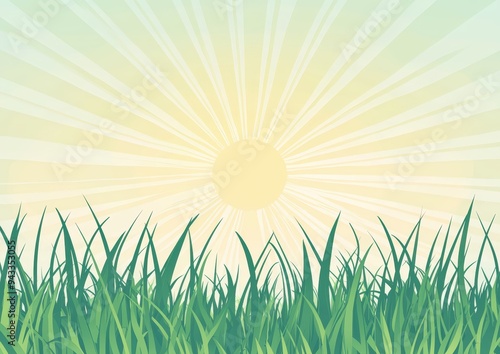 Green grass under a sunny sky