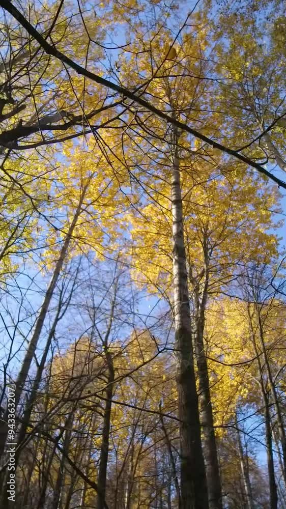 Aerial view of mountain during autumn