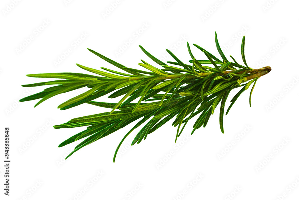 Fototapeta premium Rosemary twig isolated on a transparent background background. Fresh rosemary leaf branch. Herbal spices, hair care, healthy food, cooking design elements. cut out, PNG, top view / flat lay 