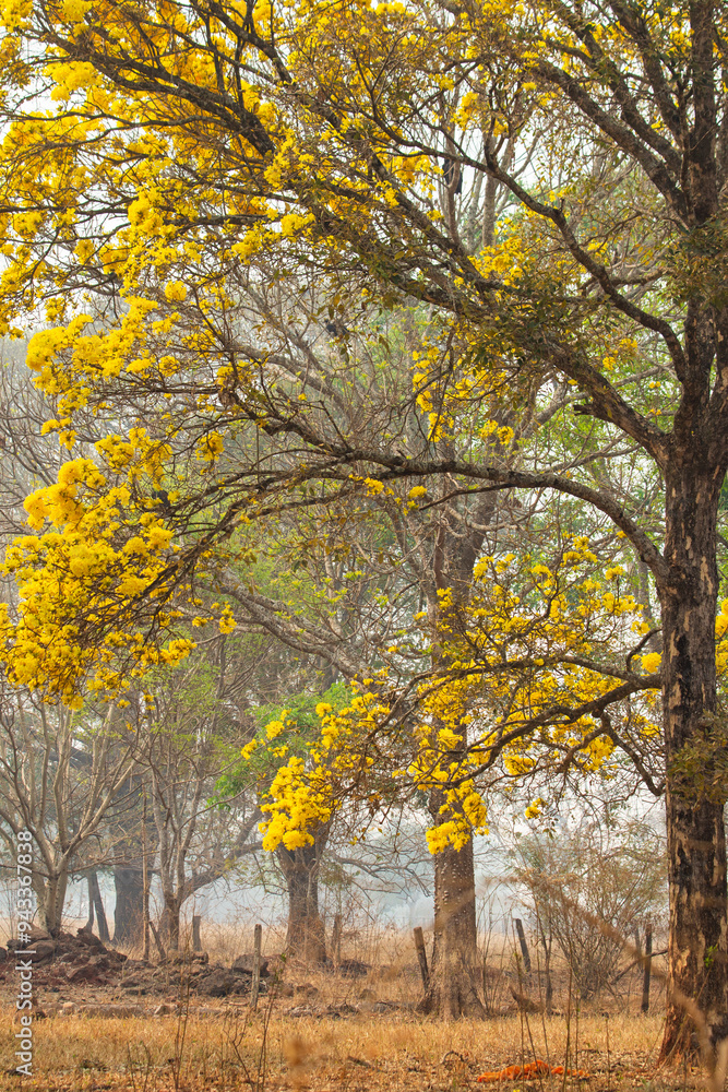 Detalhe de galhos de um ipê amarelo florido no meio de um bosque. Detalhe de galhos de um ipê amarelo florido no meio de um bosque.