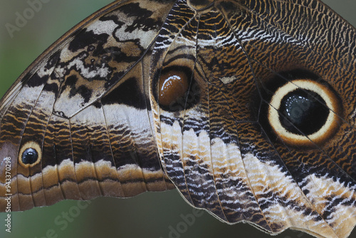 Photos Close-up of the wing a Forest Giant Owl