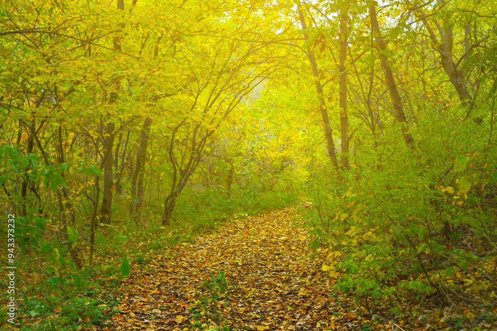 autumn forest glade covered byred dry leaves autumn forest glade covered byred dry leaves