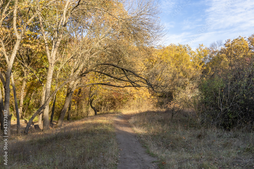 Empty walking path through autumn deciduous forest. Dirt road inside trees with yellow leaf in woodland. Treelined footpath way forward through autumn foliage color. Atmospheric mood of idyllic fall. Empty walking path through autumn deciduous forest. Dirt road inside trees with yellow leaf in woodland. Treelined footpath way forward through autumn foliage color. Atmospheric mood of idyllic fall.