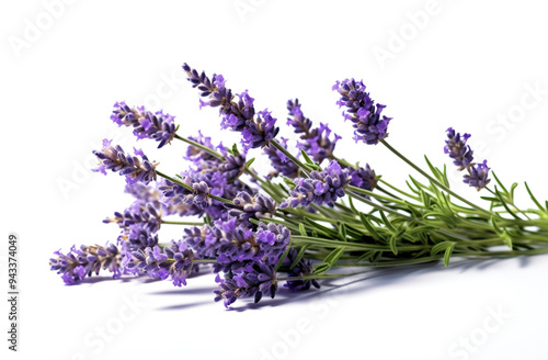 Lavender flowers isolated on a white background in a close up photograph taken with high resolution and detailed studio lighting 