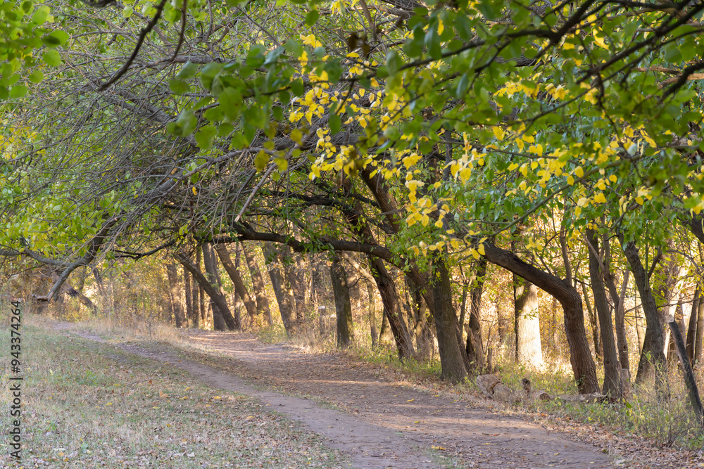 Naklejka premium Empty walking path through autumn deciduous forest. Dirt road inside trees with yellow leaf in woodland. Treelined footpath way forward through autumn foliage color. Atmospheric mood of idyllic fall.