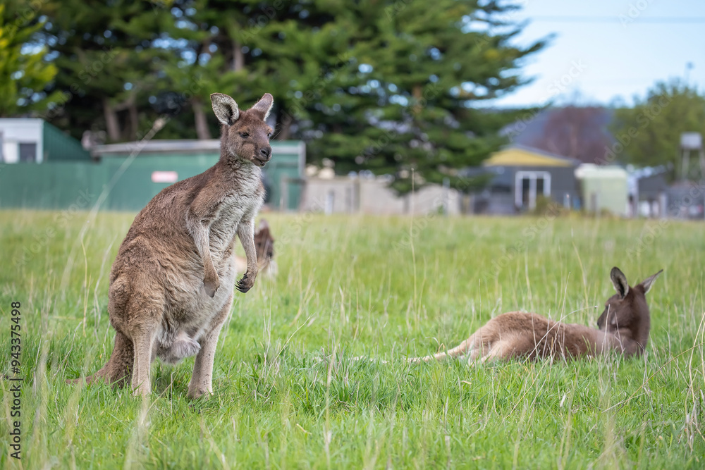 Kangaroos graze on green grass against the backdrop of residential buildings near a human settlement, life in Australia Kangaroos graze on green grass against the backdrop of residential buildings near a human settlement, life in Australia