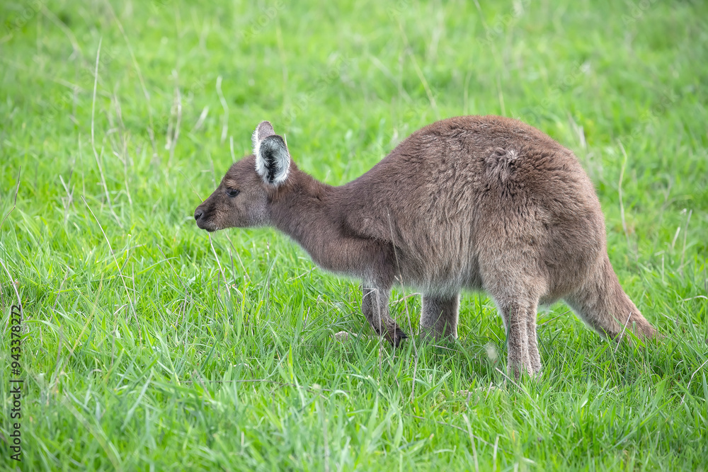Very cute little wallaby kangaroo is grazing on a green meadow among flowers in Australia, wildlife and beauty in nature Very cute little wallaby kangaroo is grazing on a green meadow among flowers in Australia, wildlife and beauty in nature