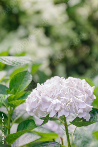 梅雨の晴れ間の日差しに輝く紫陽花 