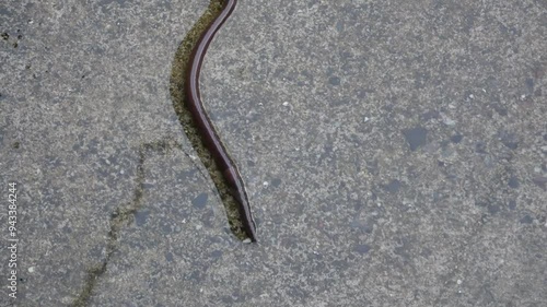 Earthworms (Lumbricina) fleeing from water photo