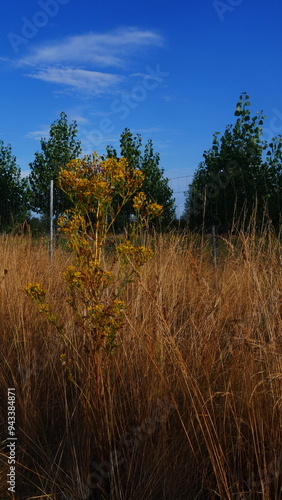 Fleurs colorés poussant en plein milieu d'un champ de blé, de hautes herbes sèches hispaniques, beauté naturelle, fleurs d'été, apportant de la gaieté, belle journée de soleil torride, marche photo