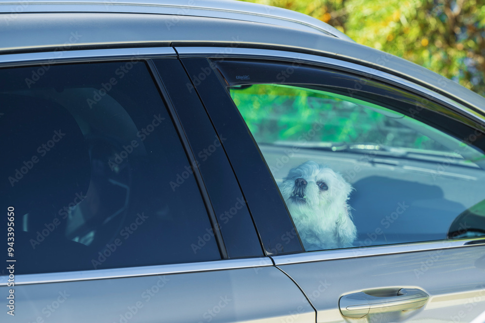 Ein kleiner Hund bei Hitze im Auto gelassen und Fenster zu