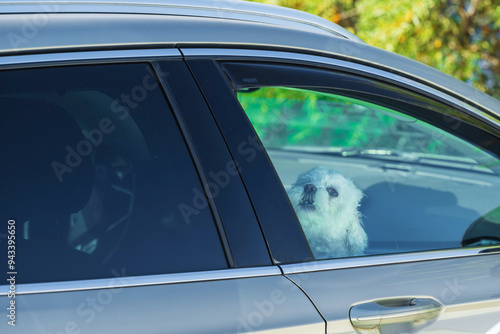 Obraz na płótnie Ein kleiner Hund bei Hitze im Auto gelassen und Fenster zu w salonie