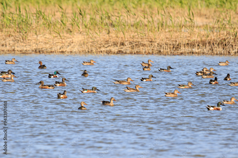 A Flock of Shovelers Swimming and Flying in a Wetland, Mai Po Natural Reserve, Hong Kong A Flock of Shovelers Swimming and Flying in a Wetland, Mai Po Natural Reserve, Hong Kong