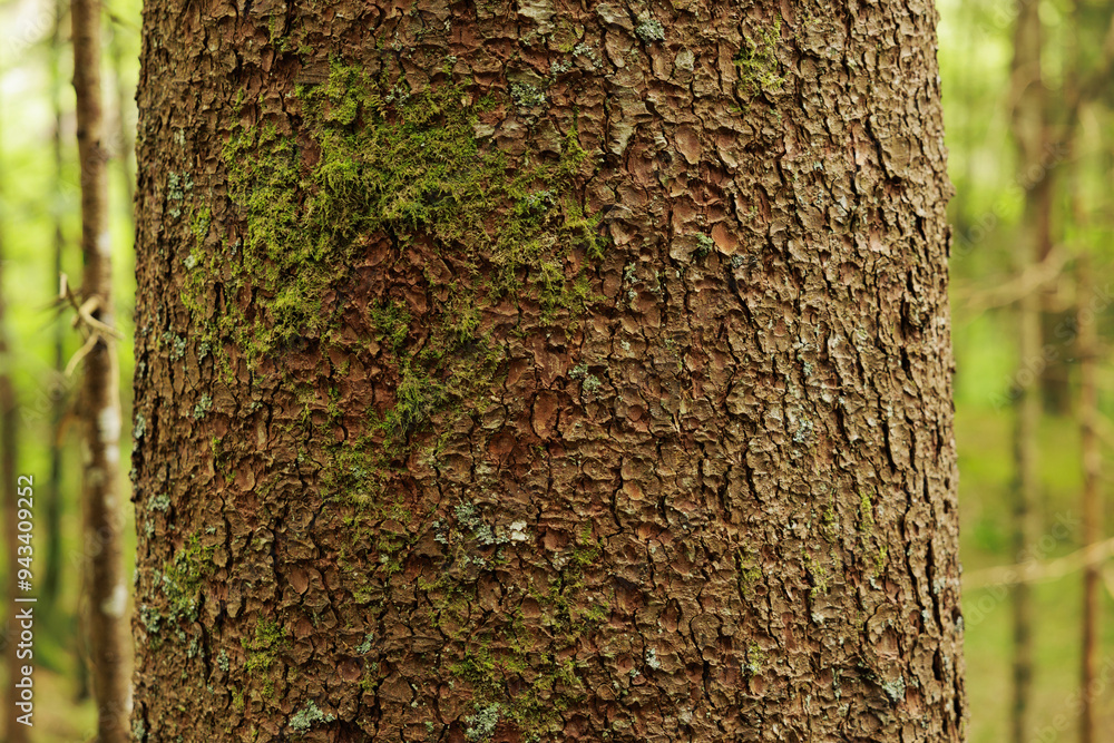 dettagli macro della corteccia ruvida e marrone di un grande albero di abete con qualche piccola macchia di muschio verde