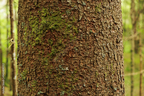 Obraz na płótnie dettagli macro della corteccia ruvida e marrone di un grande albero di abete con qualche piccola macchia di muschio verde w salonie