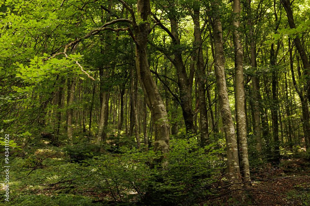 Obraz premium particolari di un fitto bosco di montagna nel nord Italia, ricco di foglie verdi, nella penombra, di giorno, in estate