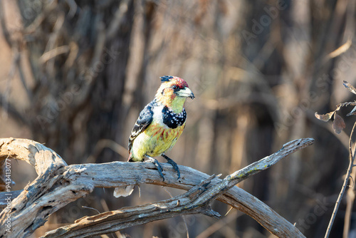 Crested Barbet photo