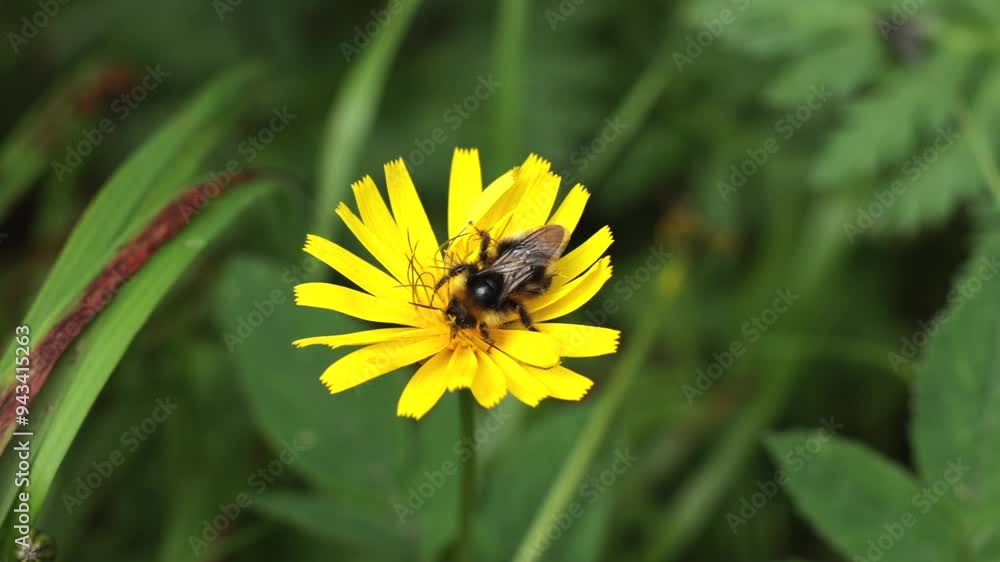 filmato in tempo reale con inquadratura macro da sopra di un'ape che prende il polline da un fiore giallo in un ambiente naturale, di giorno, in estate filmato in tempo reale con inquadratura macro da sopra di un'ape che prende il polline da un fiore giallo in un ambiente naturale, di giorno, in estate