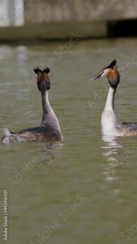 Slow Motion Vertical Video of Great Crested Grebe Mirroring During Courtship photo