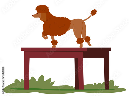 Poodle Dog Standing On A Table During An Outdoor Training Session. Brown Poodle Is Depicted In A Cartoon Style