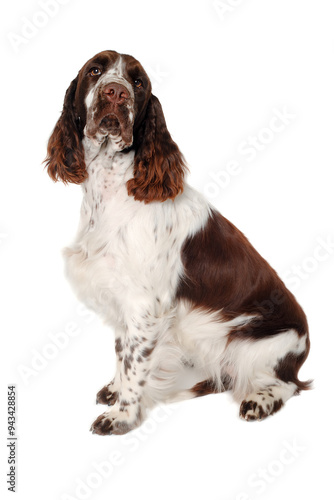 Sad English Springer Spaniel dog taken on at clean white background