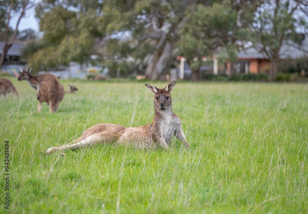 Two cute wallaby kangaroos lie on a green meadow restin, Australia, wildlife and beauty in nature Two cute wallaby kangaroos lie on a green meadow restin, Australia, wildlife and beauty in nature
