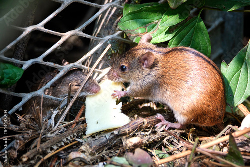 Brandmaus ( Apodemus agrarius ) im Kompost. photo