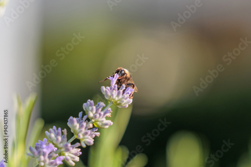 vista macro di un bombo su un fiore viola della pianta di lavanda, di giorno, in estate, su sfondo sfuocato photo