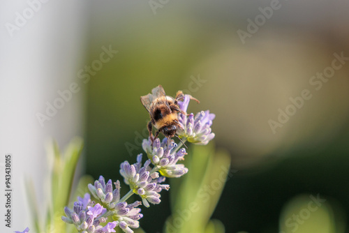 vista macro di un bombo su un fiore viola della pianta di lavanda, di giorno, in estate, su sfondo sfuocato photo