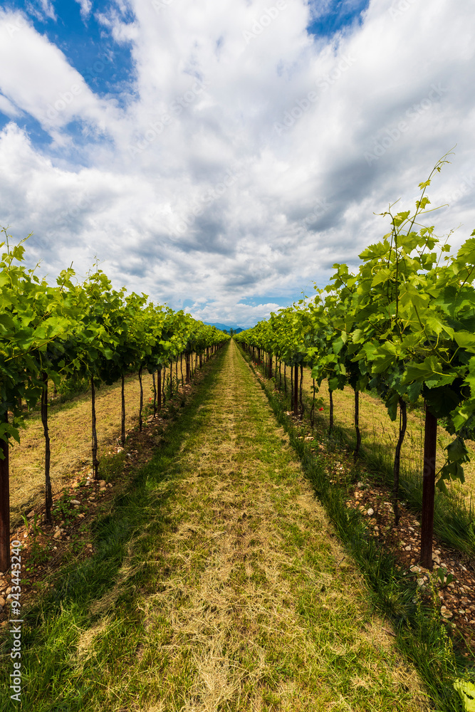Vineyards