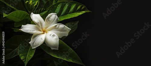 A photograph of the national flower of The Islands of Tahiti the Tahitian gardenia Gardenia taitensis or tiare flower was taken in Tahiti French Polynesia with ample copy space image photo