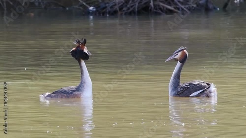 Great Crested Grebe Mirroring During Courtship photo