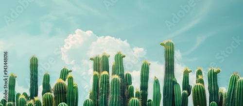 Botanical photography showcasing towering green cactus plants against a blue sky background with textured details of exotic plants in the wild presented as a graphic resource with close up images all photo