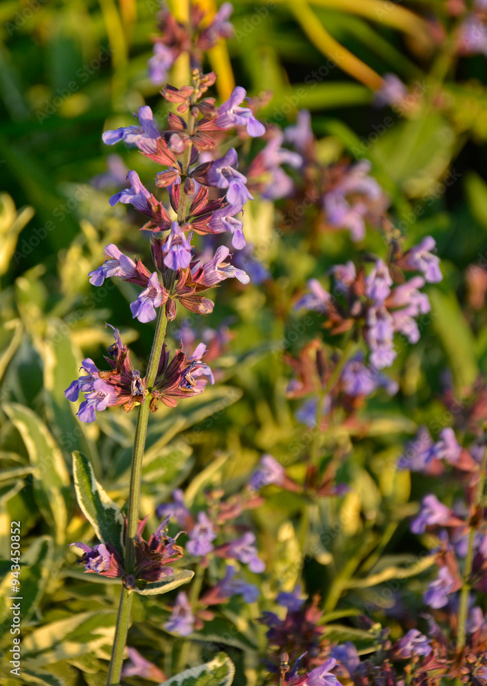 kwitnąca szałwia, fioletowe kwiaty szalwi w ogrodzie, Szałwia lekarska, Salvia officinalis, common sage, Purple sage flowers in the garden