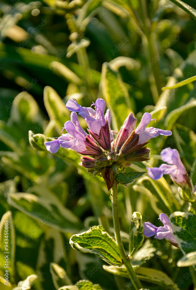 kwitnąca szałwia, fioletowe kwiaty szalwi w ogrodzie, Szałwia lekarska, Salvia officinalis, common sage, Purple sage flowers in the garden
