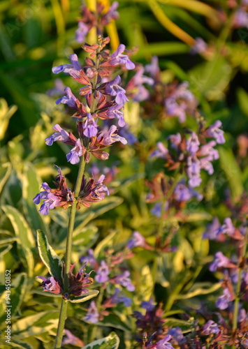 Obraz na płótnie kwitnąca szałwia, fioletowe kwiaty szalwi w ogrodzie, Szałwia lekarska, Salvia officinalis, common sage, Purple sage flowers in the garden w salonie