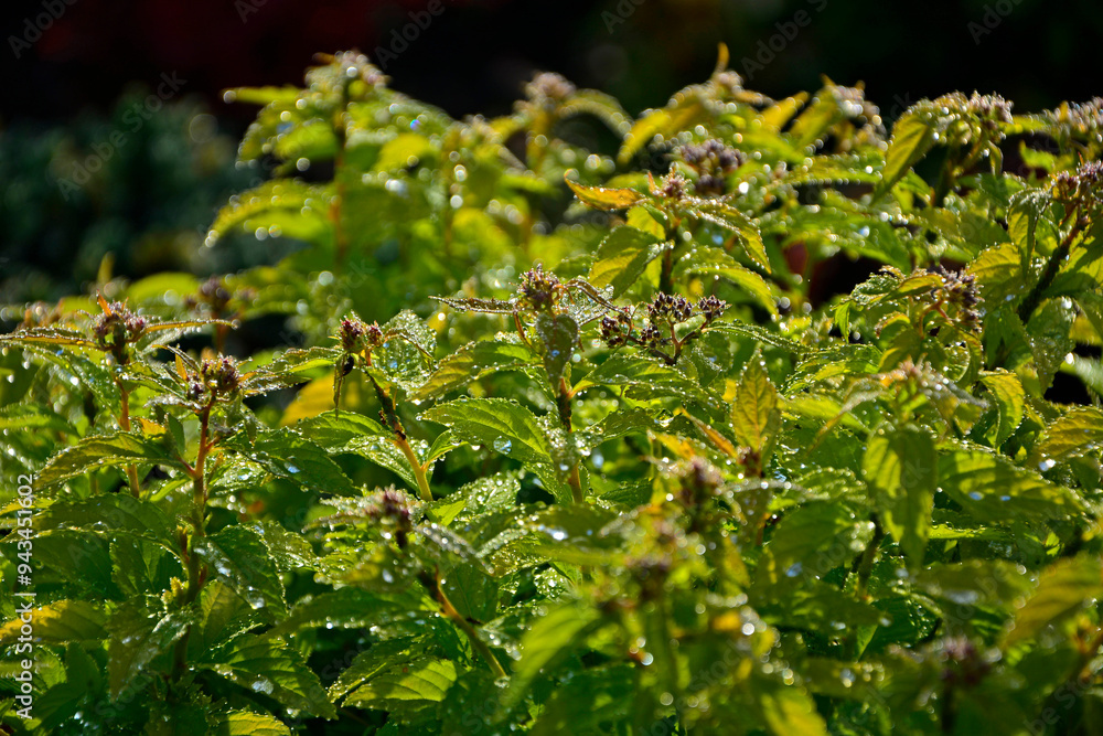 tawuła japońska pokryta rosą, Tawuła japońska, tawuła drobna, Spiraea japonica, Japanese meadowsweet covered in dew, dew drops on Japanese spiraea, dew drops on buds and leaves spiraea, dewy Spiraea