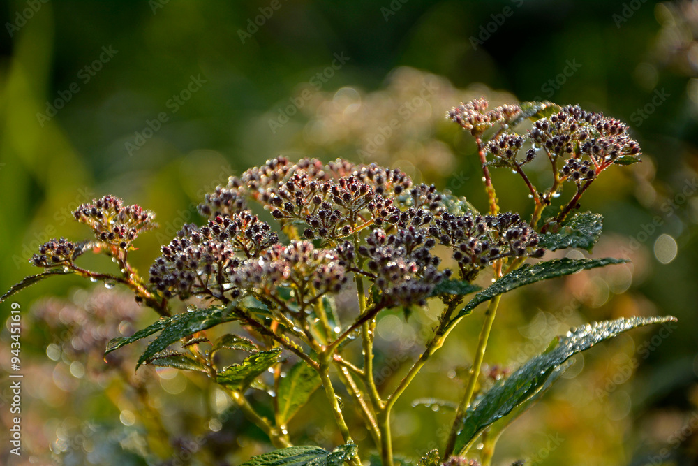 tawuła japońska pokryta rosą, Tawuła japońska, tawuła drobna, Spiraea japonica, Japanese meadowsweet covered in dew, dew drops on Japanese spiraea, dew drops on buds and leaves spiraea, dewy Spiraea
