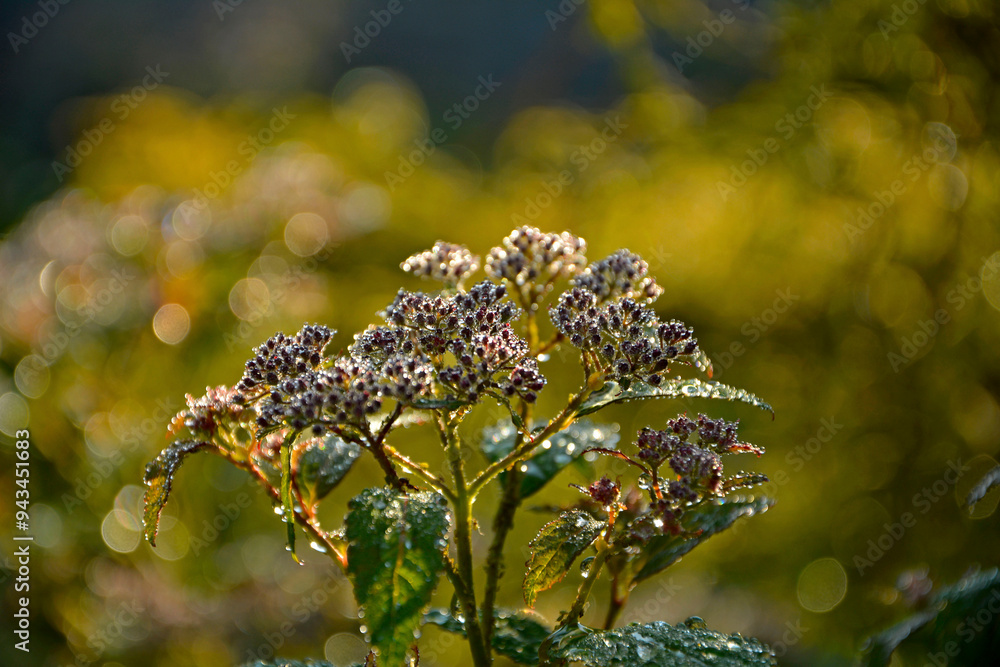 tawuła japońska pokryta rosą, Tawuła japońska, tawuła drobna, Spiraea japonica, Japanese meadowsweet covered in dew, dew drops on Japanese spiraea, dew drops on buds and leaves spiraea, dewy Spiraea
