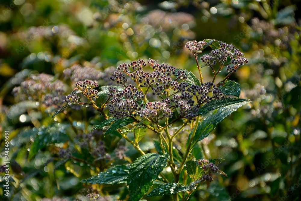 tawuła japońska pokryta rosą, Tawuła japońska, tawuła drobna, Spiraea japonica, Japanese meadowsweet covered in dew, dew drops on Japanese spiraea, dew drops on buds and leaves spiraea, dewy Spiraea