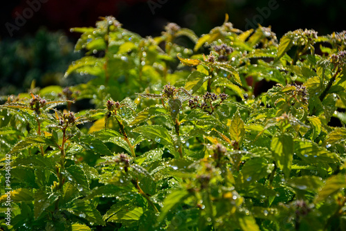 Obraz na płótnie tawuła japońska pokryta rosą, Tawuła japońska, tawuła drobna, Spiraea japonica, Japanese meadowsweet covered in dew, dew drops on Japanese spiraea, dew drops on buds and leaves spiraea, dewy Spiraea
w salonie