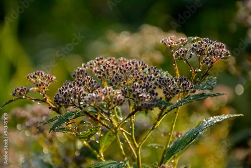 Obraz na płótnie tawuła japońska pokryta rosą, Tawuła japońska, tawuła drobna, Spiraea japonica, Japanese meadowsweet covered in dew, dew drops on Japanese spiraea, dew drops on buds and leaves spiraea, dewy Spiraea
w salonie