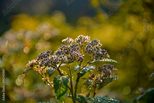 Obraz na płótnie tawuła japońska pokryta rosą, Tawuła japońska, tawuła drobna, Spiraea japonica, Japanese meadowsweet covered in dew, dew drops on Japanese spiraea, dew drops on buds and leaves spiraea, dewy Spiraea
w salonie