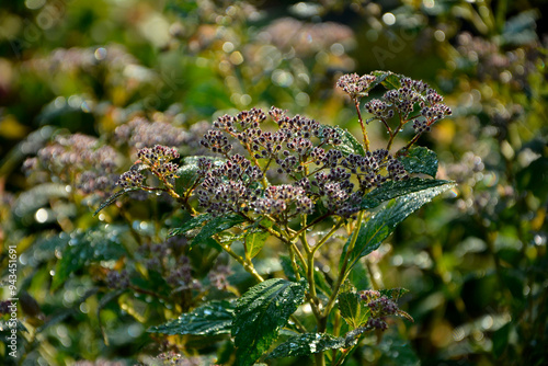 Obraz na płótnie tawuła japońska pokryta rosą, Tawuła japońska, tawuła drobna, Spiraea japonica, Japanese meadowsweet covered in dew, dew drops on Japanese spiraea, dew drops on buds and leaves spiraea, dewy Spiraea
w salonie