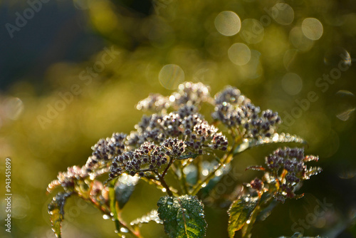 Obraz na płótnie tawuła japońska pokryta rosą, Tawuła japońska, tawuła drobna, Spiraea japonica, Japanese meadowsweet covered in dew, dew drops on Japanese spiraea, dew drops on buds and leaves spiraea, dewy Spiraea
w salonie