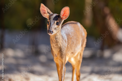 Red brocket deer (Mazama americana), Veado